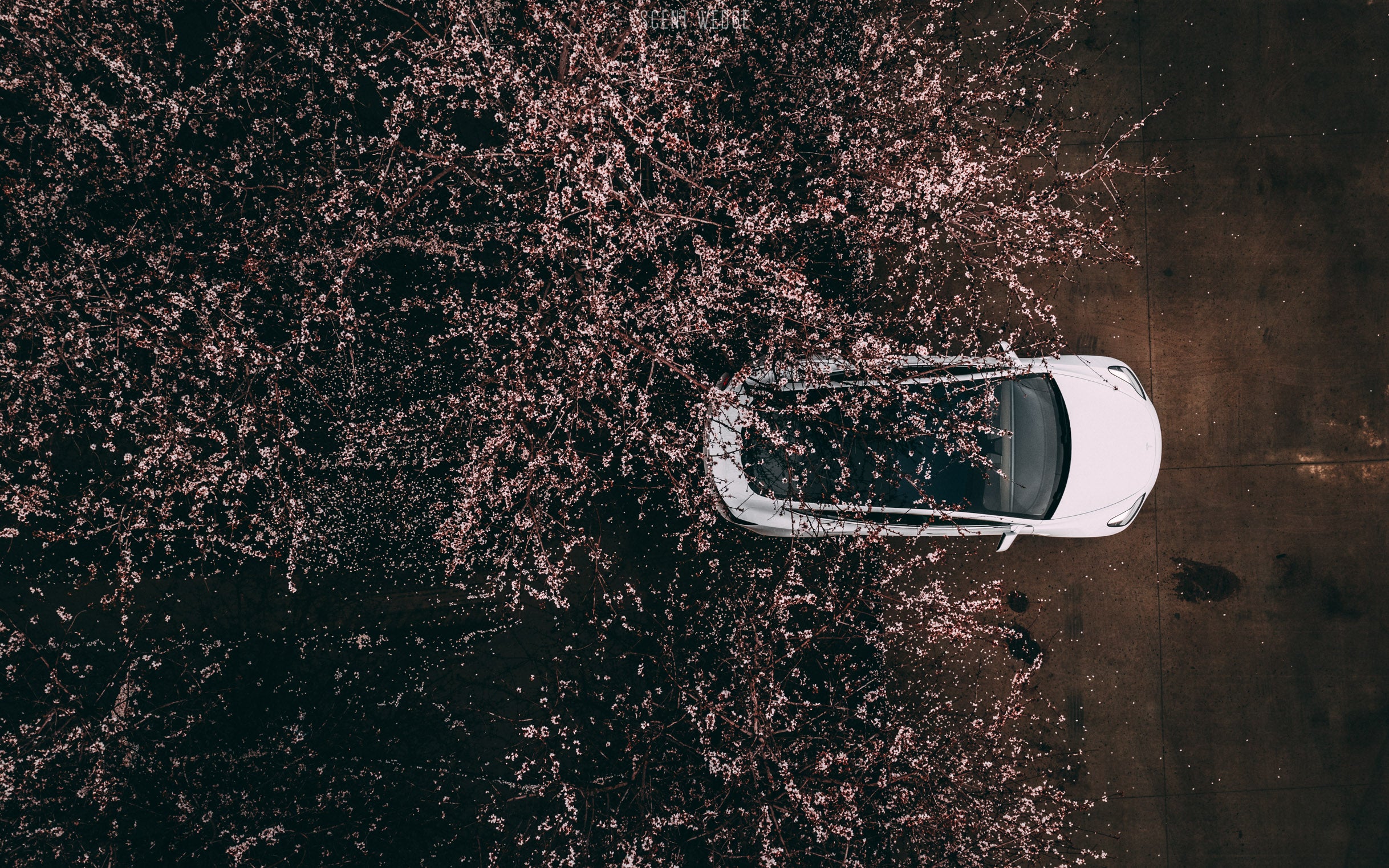 This week in Tesla news