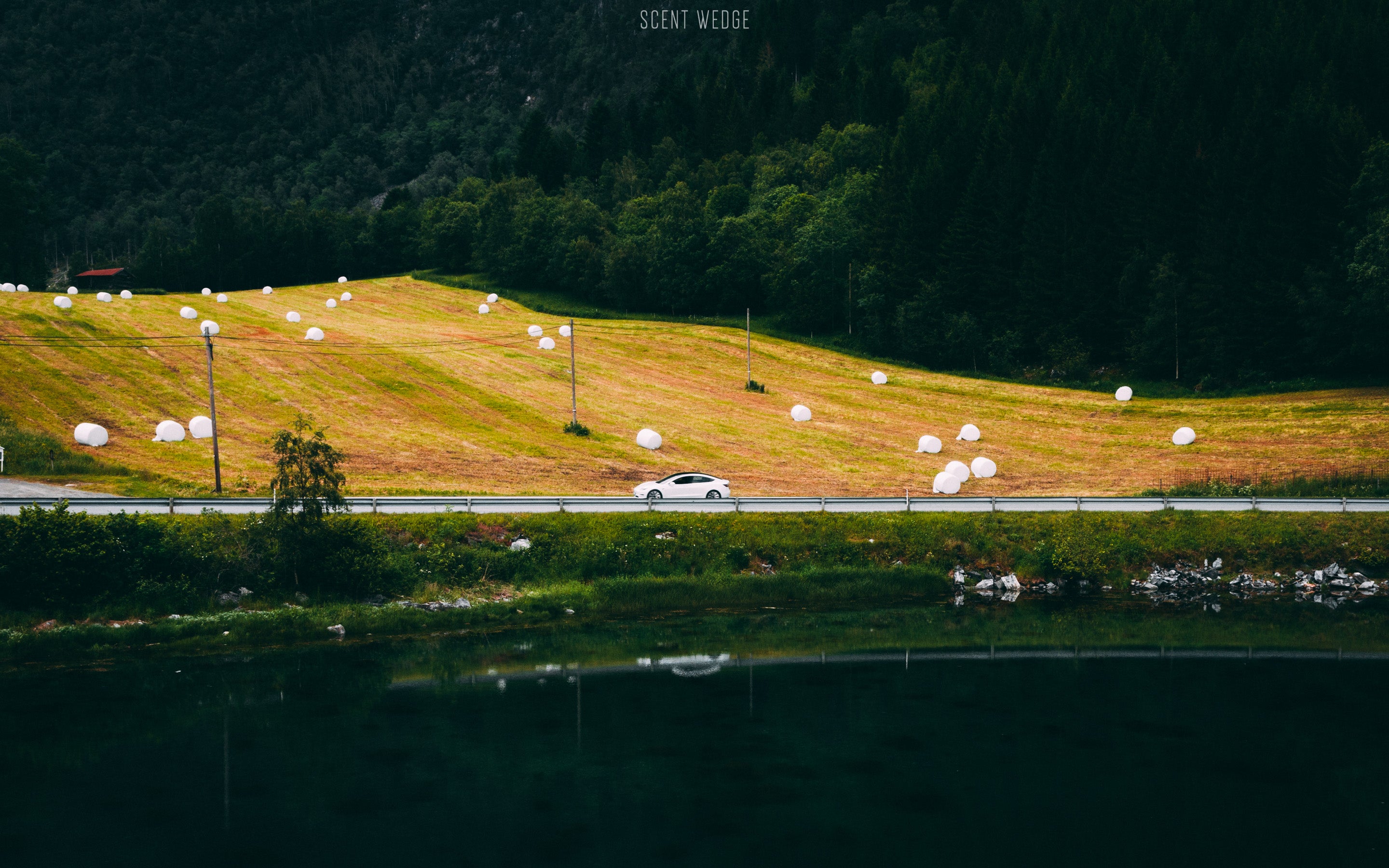 Tesla has had phenomenal week ScentWedge